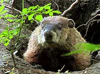 groundhog