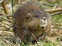 muskrats