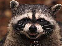 raccoon