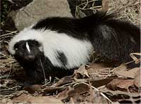 skunks