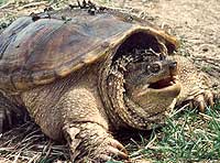 snapping turtle